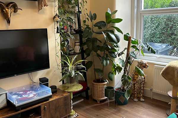 House sit in Colliers Wood, United Kingdom