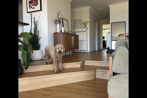 House sit in Sydney, NSW, Australia