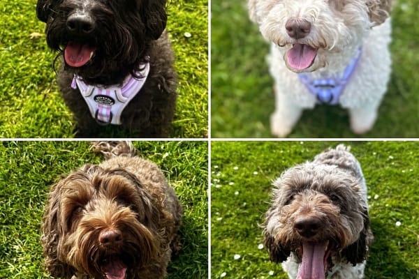 House sit in Maidstone, United Kingdom