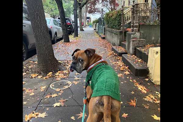 House sit in San Francisco, CA, US