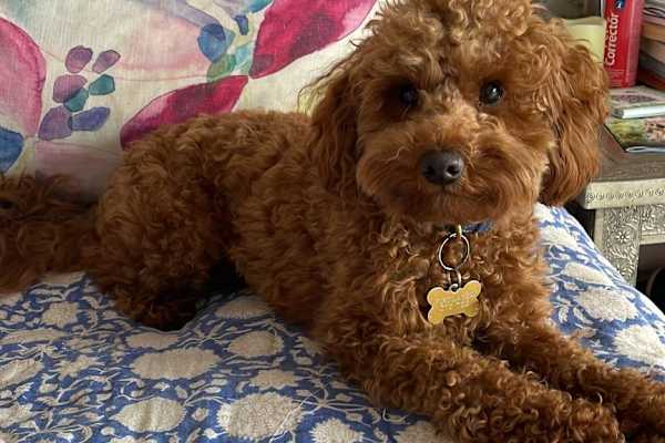 House sit in Canterbury, United Kingdom