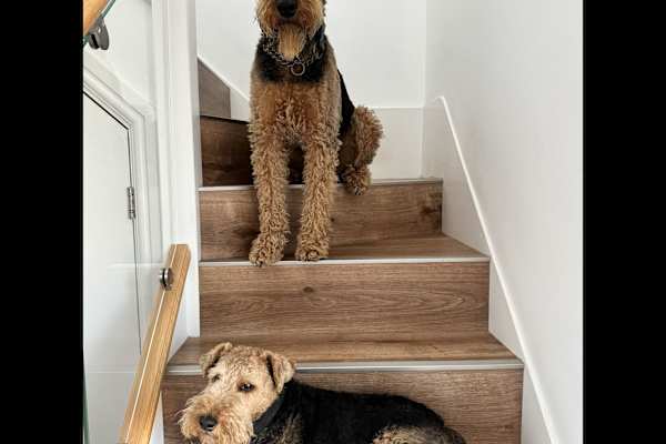 House sit in Theale, United Kingdom