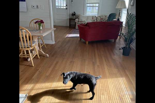 House sit in Durham, NC, US