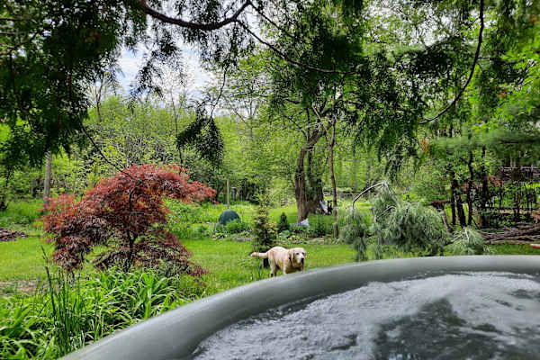 House sit in Ann Arbor, MI, US