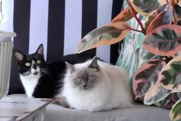 House sit in Shellharbour Village, NSW, Australia