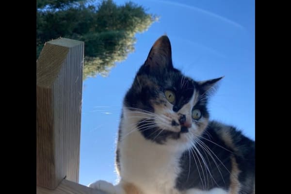 House sit in Burwash, United Kingdom