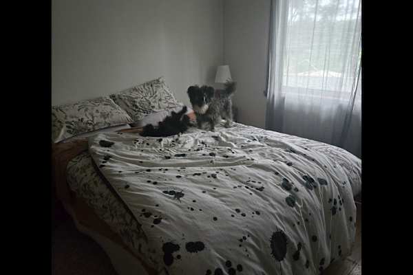 House sit in Melbourne, VIC, Australia