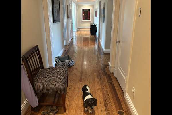 House sit in St. Louis, MO, US