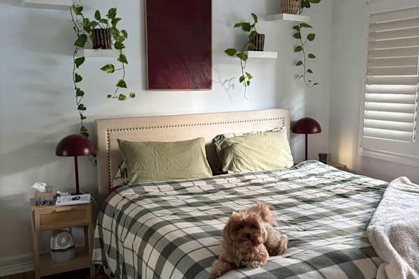 House sit in Sydney, NSW, Australia