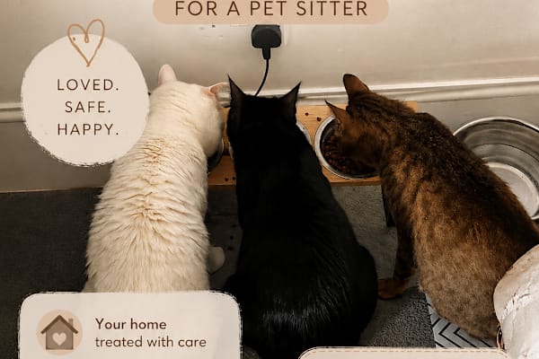 House sit in City of London, United Kingdom