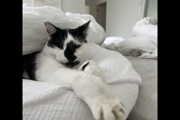 House sit in Byron Bay, NSW, Australia