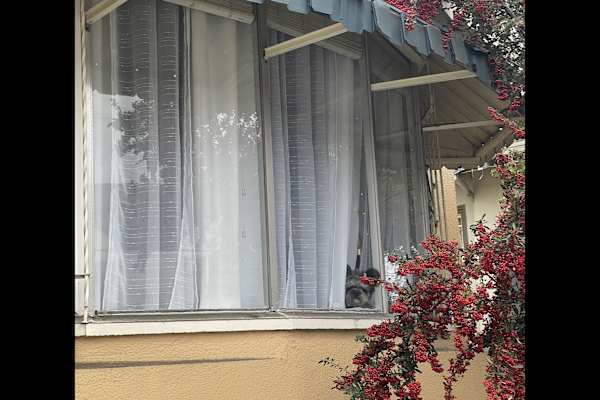 House sit in Oakland, CA, US