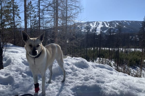 House sit in Kimberley, BC, Canada