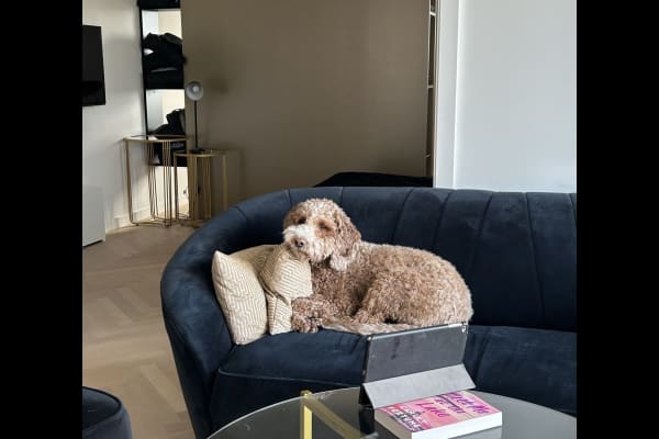 House sit in Zürich, Switzerland