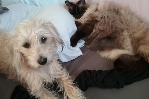 House sit in Oliver, BC, Canada