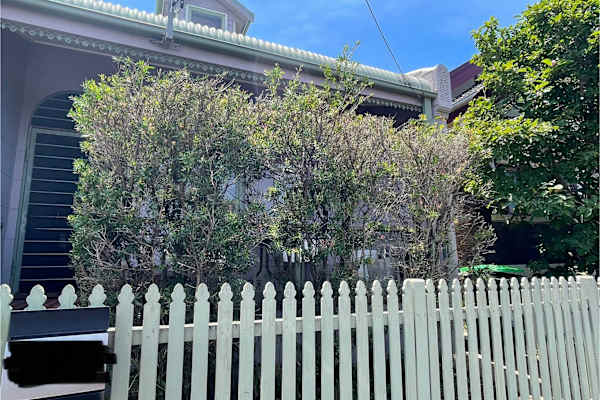 House sit in Sydney, NSW, Australia