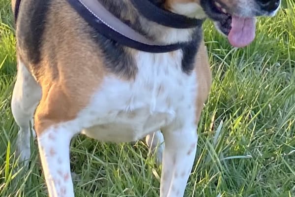 House sit in Pocasset, MA, US