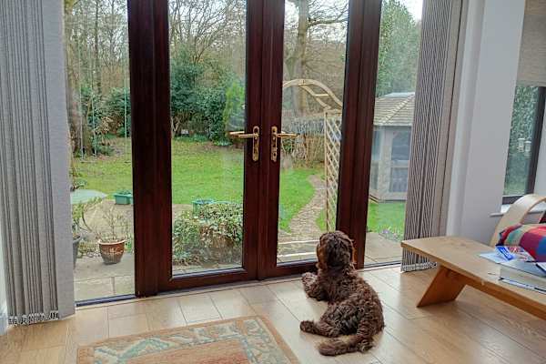 House sit in Petersfield, United Kingdom