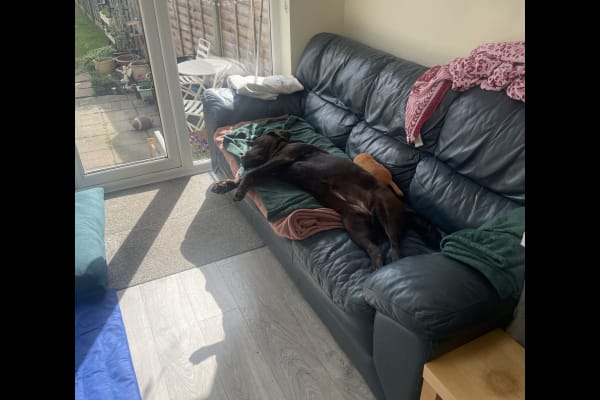 House sit in Bromley, United Kingdom