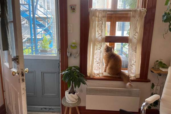 House sit in Montréal, QC, Canada