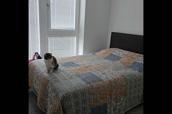 House sit in Edinburgh, United Kingdom