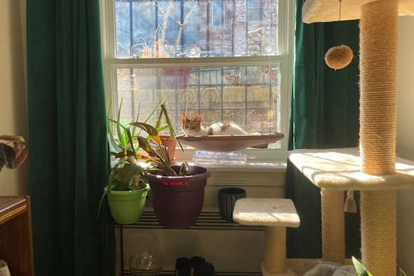 House sit in Washington, D.C., Washington, D.C., US