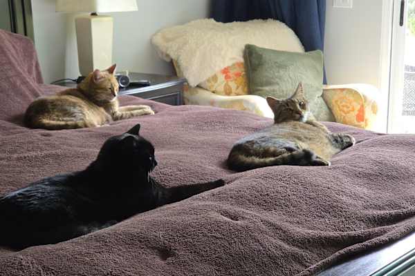 House sit in Encinitas, CA, US