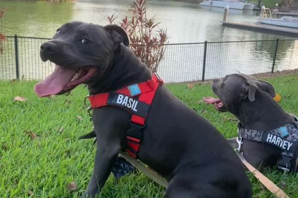 House sit in Darwin, Northern Territory, Australia