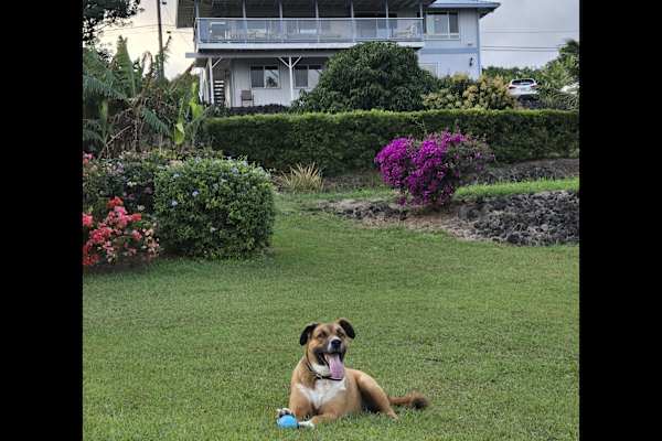 House sit in Naalehu, HI, US