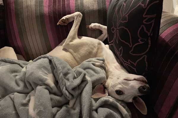 House sit in Wetherby, United Kingdom