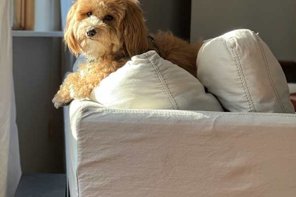 House sit in Langley, WA, US