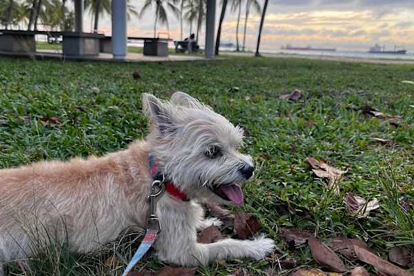 House sit in Singapore, Singapore