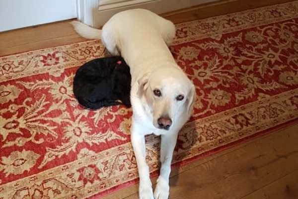 House sit in Stanton Harcourt, United Kingdom