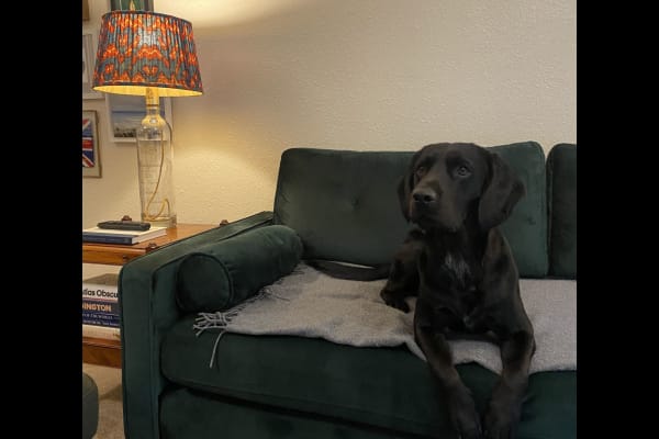 House sit in Kingston upon Thames, United Kingdom