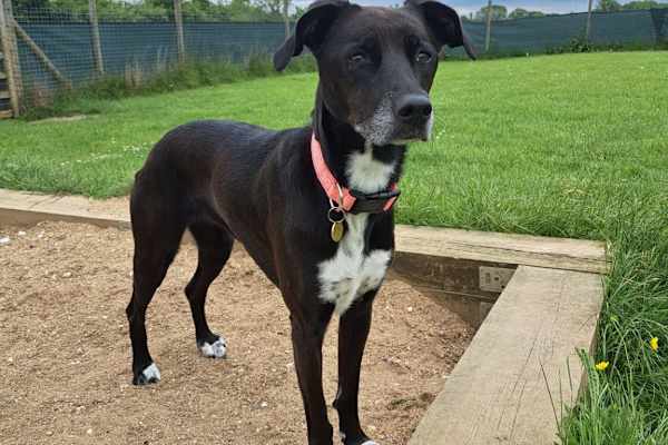 House sit in Coulsdon, United Kingdom