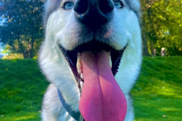 House sit in Dublin, Ireland