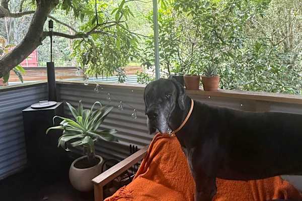 House sit in Gold Coast, QLD, Australia