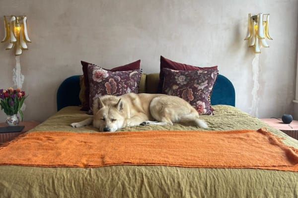 House sit in London, United Kingdom