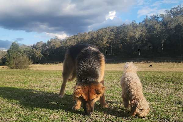 House sit in Wilberforce, NSW, Australia