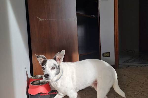 House sit in Turin, Italy