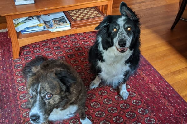 House sit in Durham, NC, US