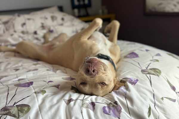 House sit in Oakland, CA, US