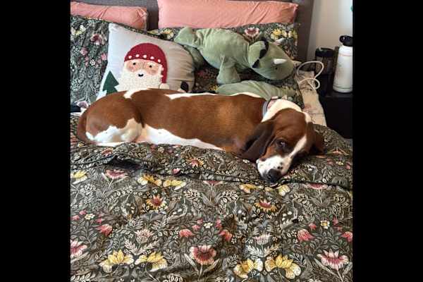 House sit in Dublin, Ireland