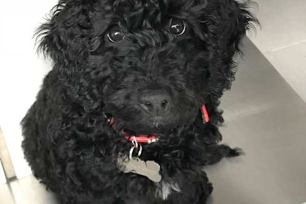 House sit in St Albans, United Kingdom