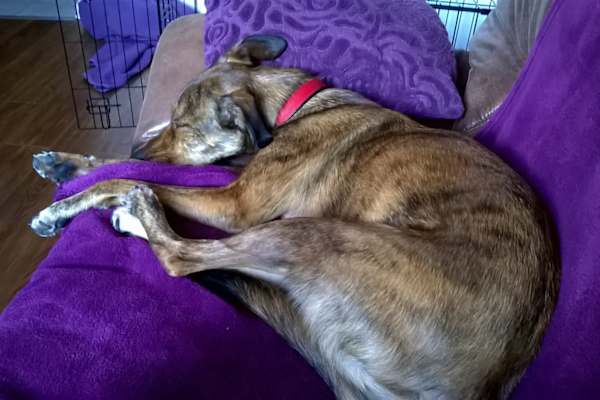 House sit in Edinburgh, United Kingdom