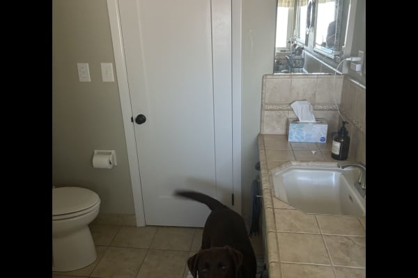 House sit in Fresno, CA, US