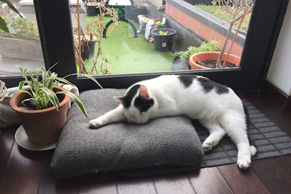 House sit in Mechelen, Belgium