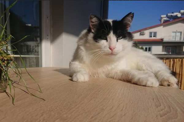 House sit in Fethiye, Turkey