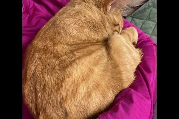 House sit in Virginia Beach, VA, US