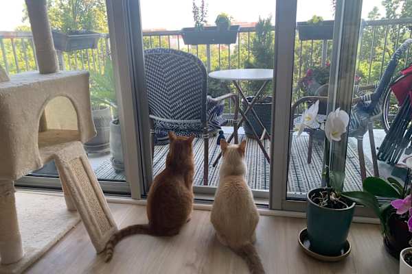 House sit in Bethesda, MD, US